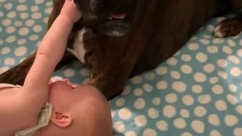 babysitting Nanny dog play his little sister thoroughly watch must