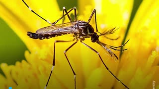 Cambio de sexo en mosquitos