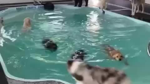 Many dogs swimming pool