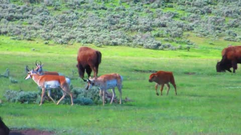 Baby Bison Chases Pronghorns in Yellowstone