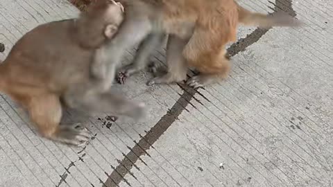 Two Monkey Fight in Jungle