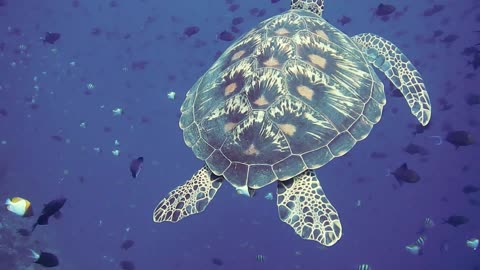 underwater turtle in see. underwater turtle , pet aquatic turtles, turtle pet turtles