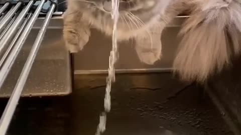 Funny Cats – Water 😂😂