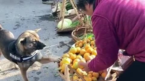 Poor women with dog most lovely dog's