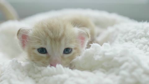 Cat Kitten Feline Whiskers Pet Domestic Cute