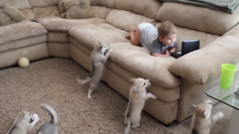 Alaskan Klee Kai puppies discover toddler