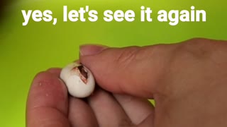 Man Assists Crested Gecko in Hatching