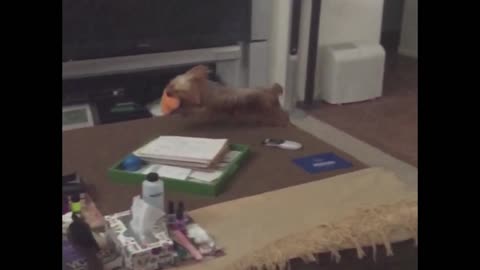 Slomo pup fails on the jump