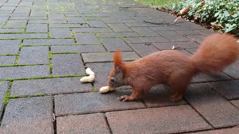 Cute Squirrels in Hamburg
