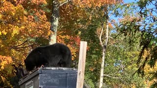 Bear Tries to Break Into Bear Proof Dumpster