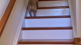 French Bulldog Hops of Stairs Like a Bunny