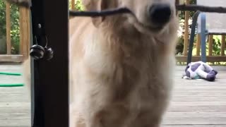 Cachorro frustrado no logra ingresar palo a la casa