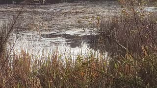 Wild River Otters