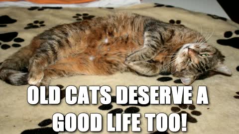 Even Elderly Cats Deserve A Second Chance At A Good Life