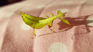 Amazing insect looks just like a leaf!