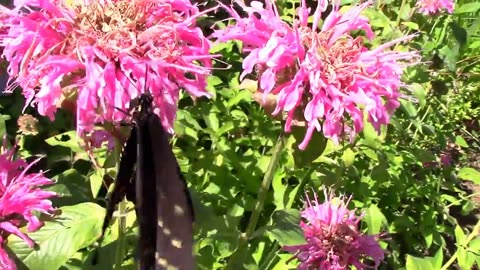 Black Swallowtail Butterfly Eating Nectar From Been Balm