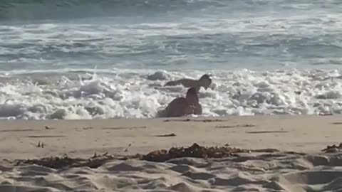 Kid boogie board gets knocked over by incoming wave