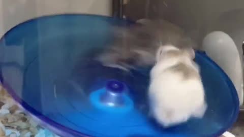 Hamsters on a treadmill