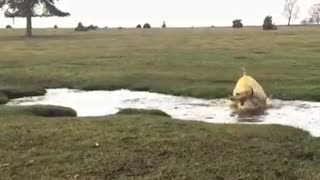 Crazy Water-Loving Dog Can't Stop Spinning In Circles