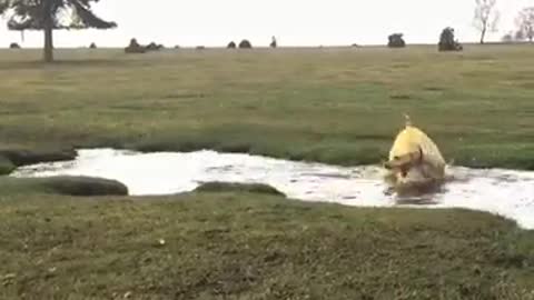 Crazy Water-Loving Dog Can't Stop Spinning In Circles
