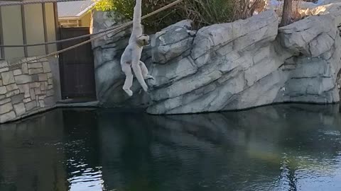 Hanging loose at the Denver Zoo