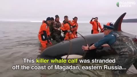 Stranded Killer Whale Calf Rescued(SOUND ON!)