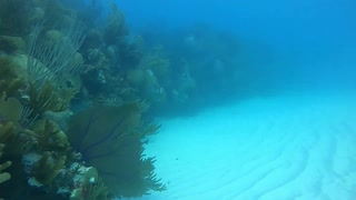 Scuba diving Church Bay, Bermuda