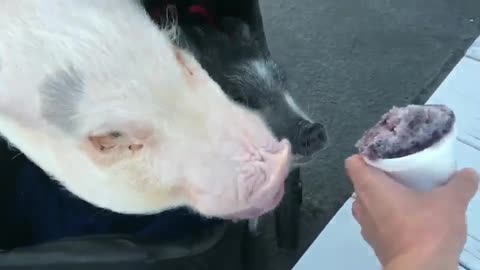 Greedy Mini Pigs Enjoy A Refreshing Cup Of Shaved Ice