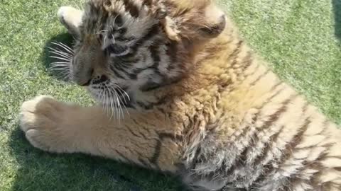 Baby tigerr
