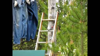 Woodpecker on a Ladder