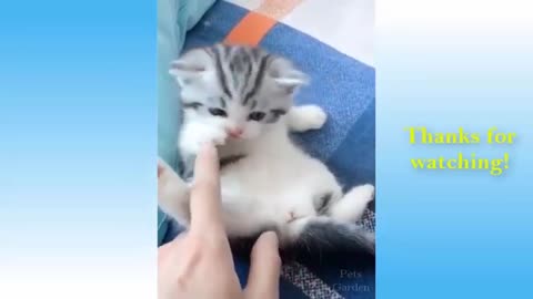 Cute Pets And Funny Animals Compilation realmoh.