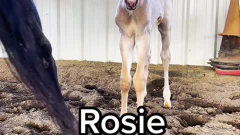 Rosie’s almost 3 month Transformation😍