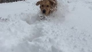 Golden retriever dog runs in the snow
