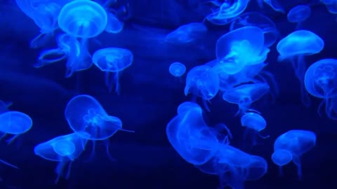 Amazing Underworld Of Aquatic Animals