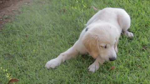 Cachorro tierno