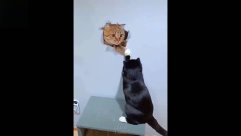 Try Not To Laugh To These Pets Compilation #16_Funny
