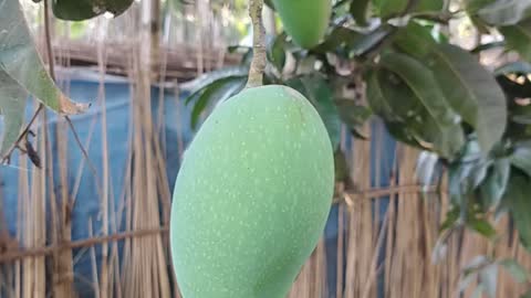 Are you know about Bangladeshi Mango?