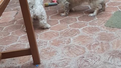 Copito playing with his bestfriend