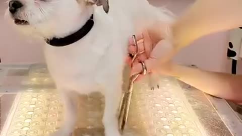Chihuahua mix loves his groomer | Cute little dog