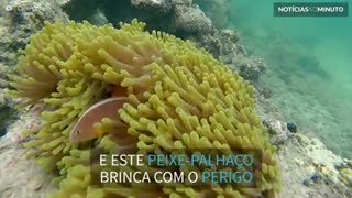 Peixe desafia a morte e brinca com anêmona venenosa