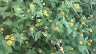 Constelação de flores cosmos amarelas, um lindo pequeno jardim [Nature & Animals]