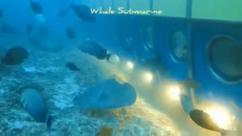 Underwater submarine and stingray.