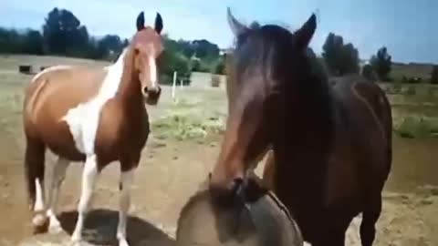 Horse steals his feed tub