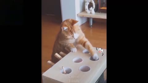 Funny comedy video Cats