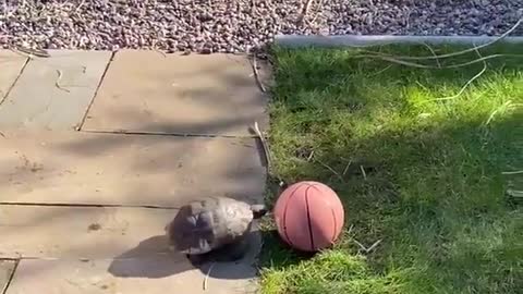 Tortoise Playfully Chases Basketball in Garden