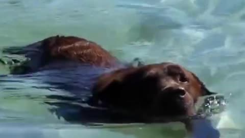 Sweet and cute dog swimming video