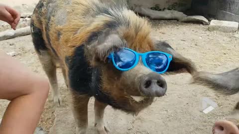 Pig rocking his shades