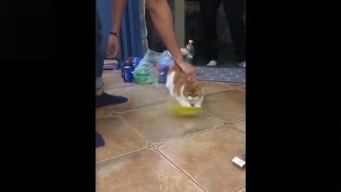 Funny Cat Video | Cat playing with Mop.