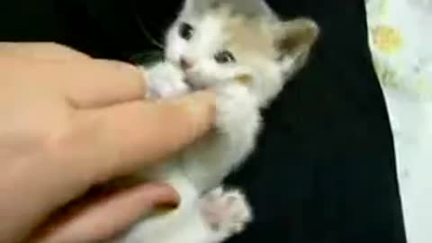 Cute cat play