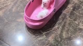 Adorable teacup puppies... Mini pups play in shoe